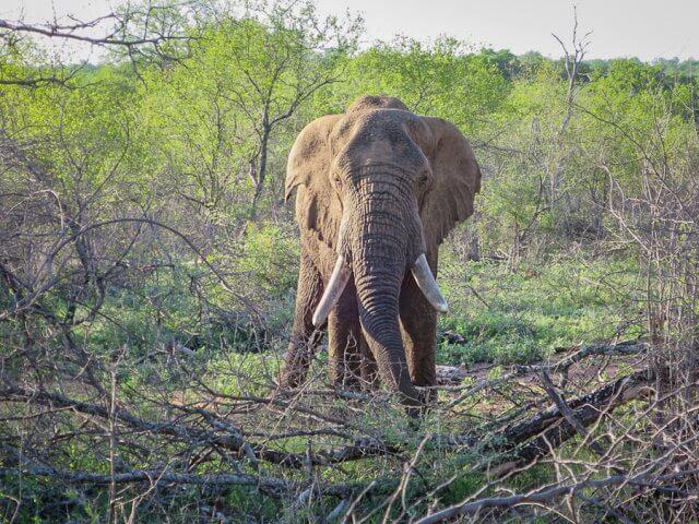 pferdesafari-suedafrika-14