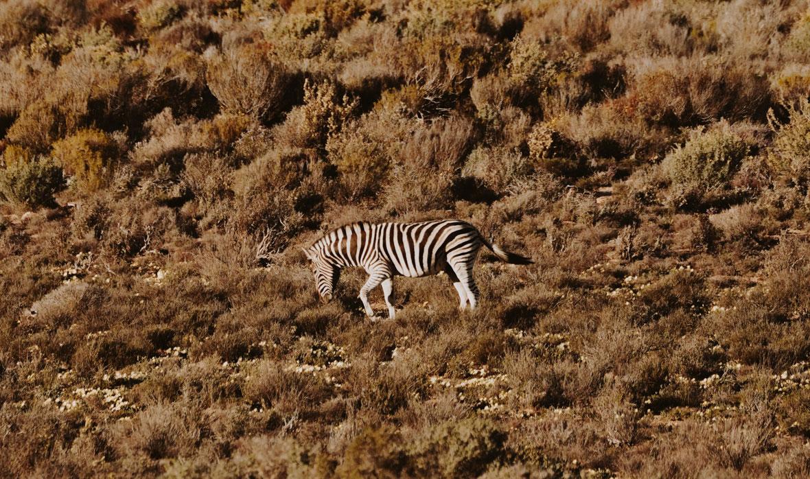 Mountain Zebra In Kagga Kamma Sundowner Drive.a