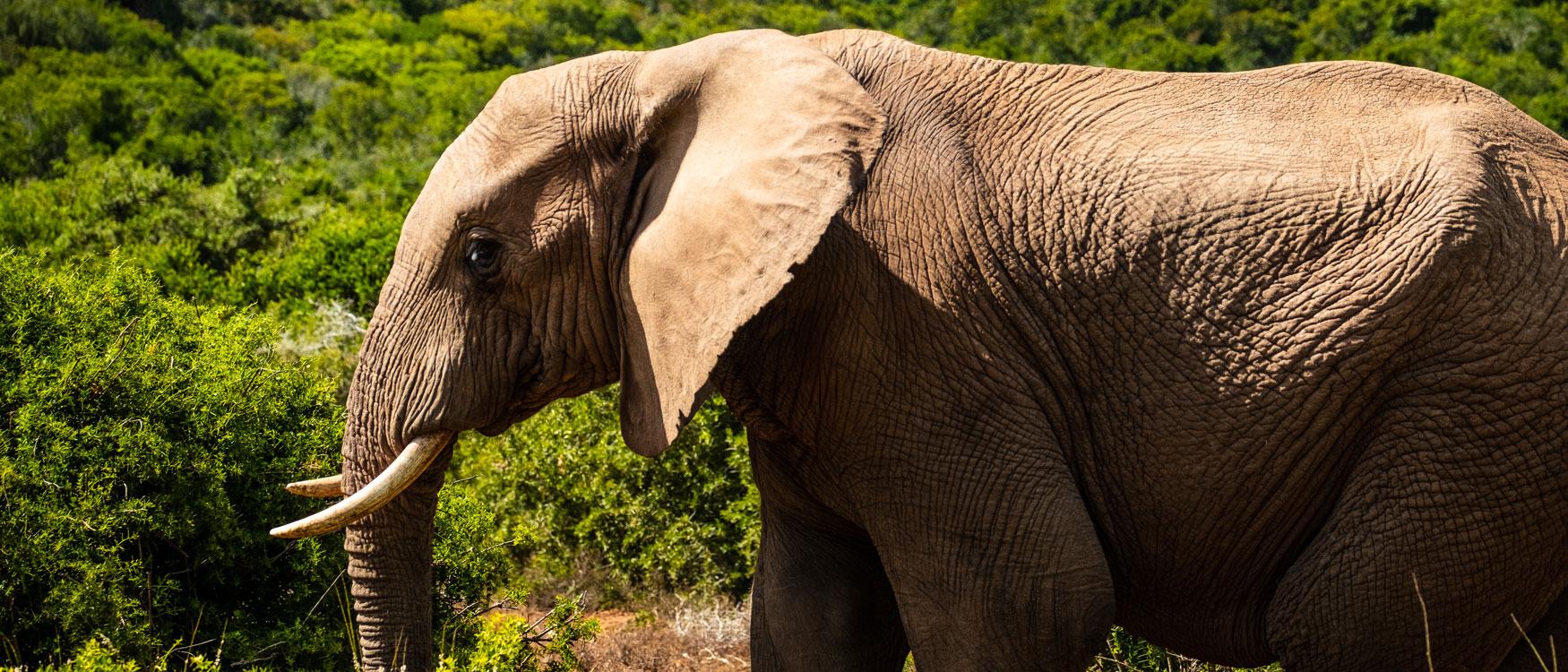 South Africa Itinerary: The most beautiful destinations for 2 to 3 weeks